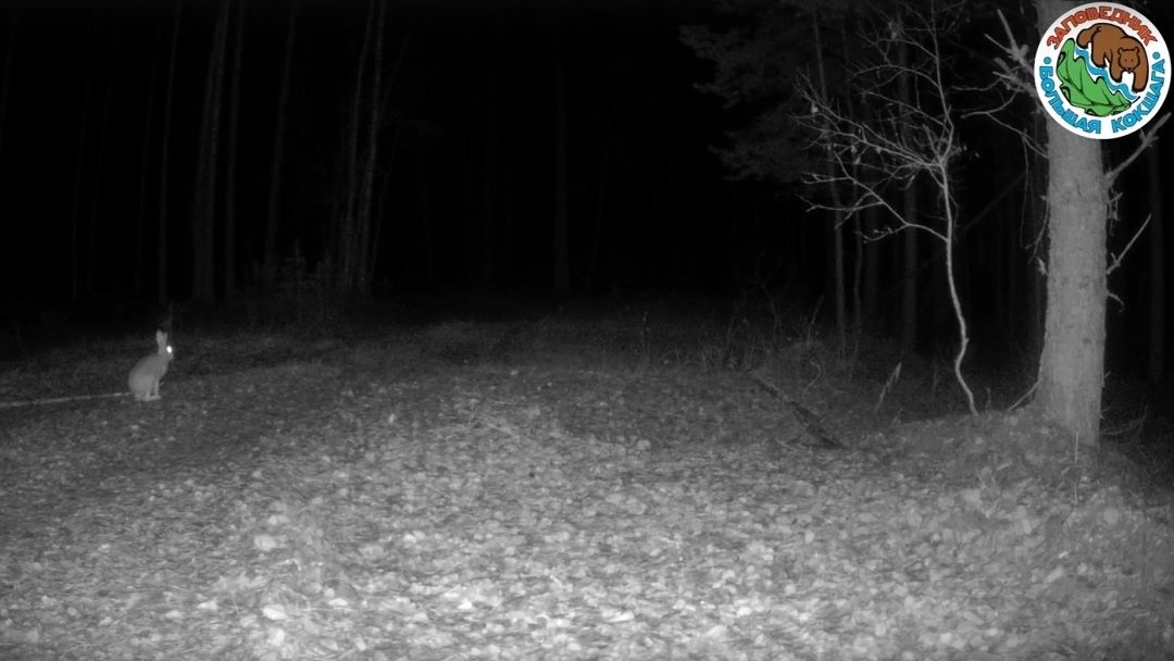 Фотоловушки в Марий Эл «поймали» осторожного зайца
