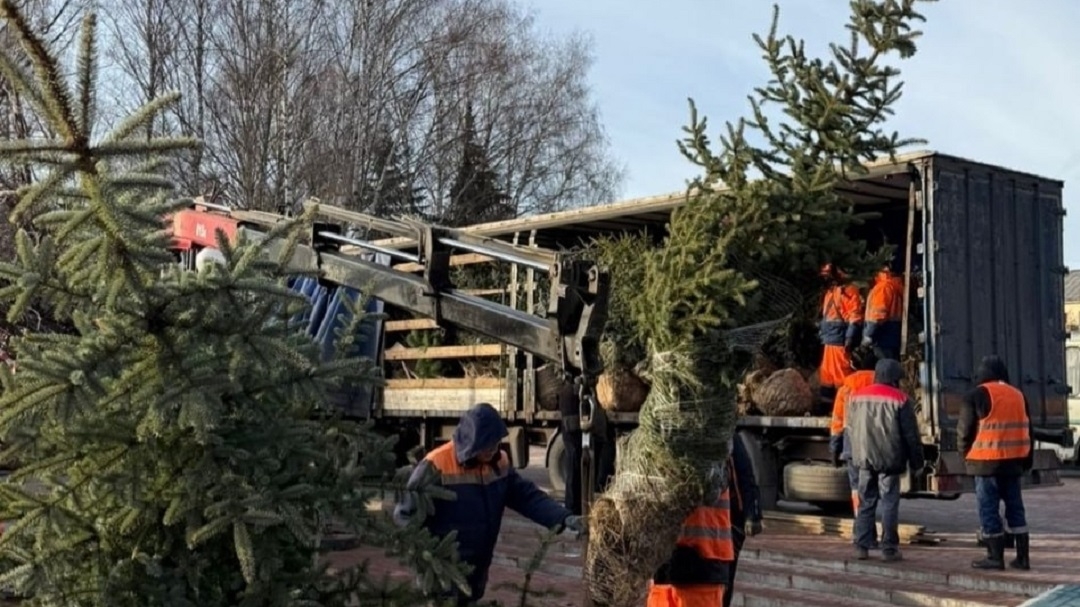 В Центральном парке культуры и отдыха Йошкар-Олы высаживают новые елки взамен старых