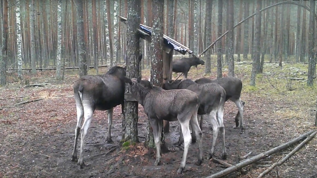 Малоснежные зимы способствовали увеличению численности лосей в Марий Эл