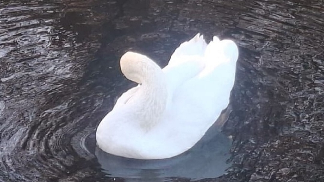 Из-за заморозков жители Марий Эл беспокоятся о водоплавающих птицах на водоёмах