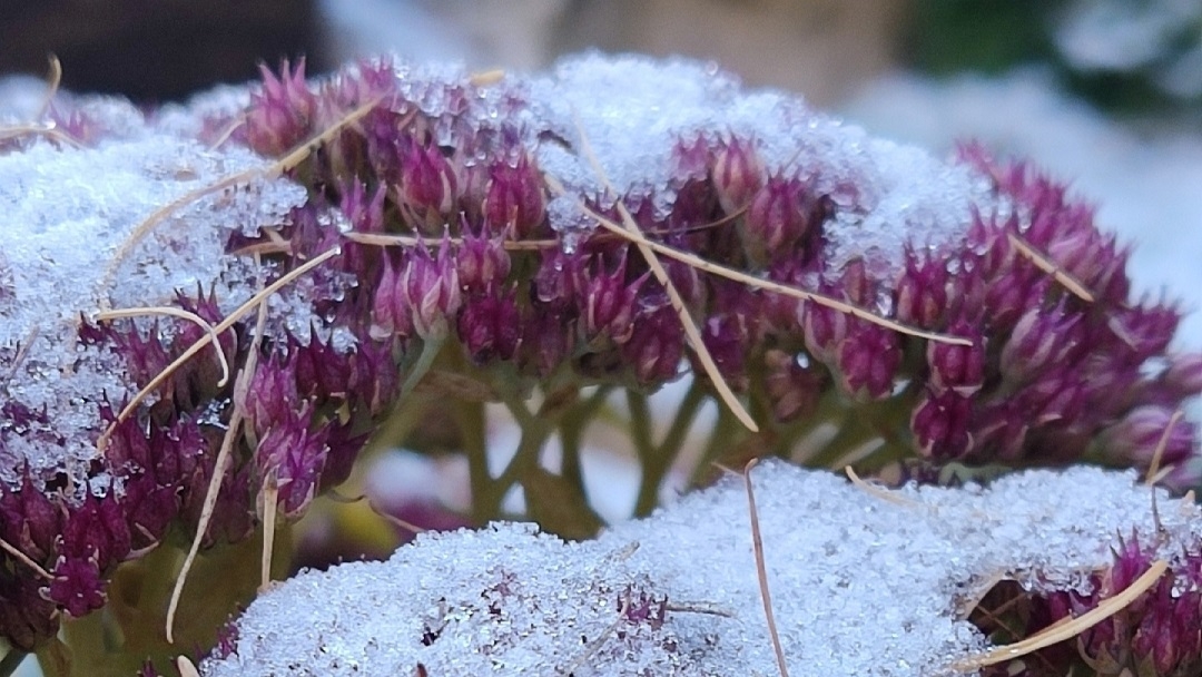 В Йошкар-Оле растения продолжают цвести даже под снегом
