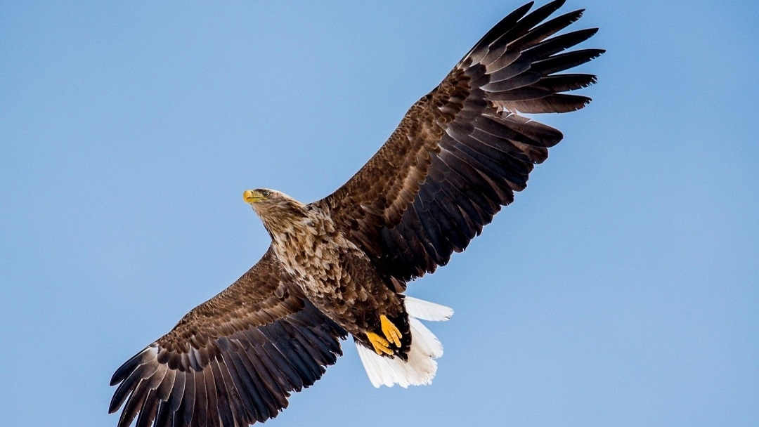 В Юринском районе Марий Эл обнаружили редкую краснокнижную птицу