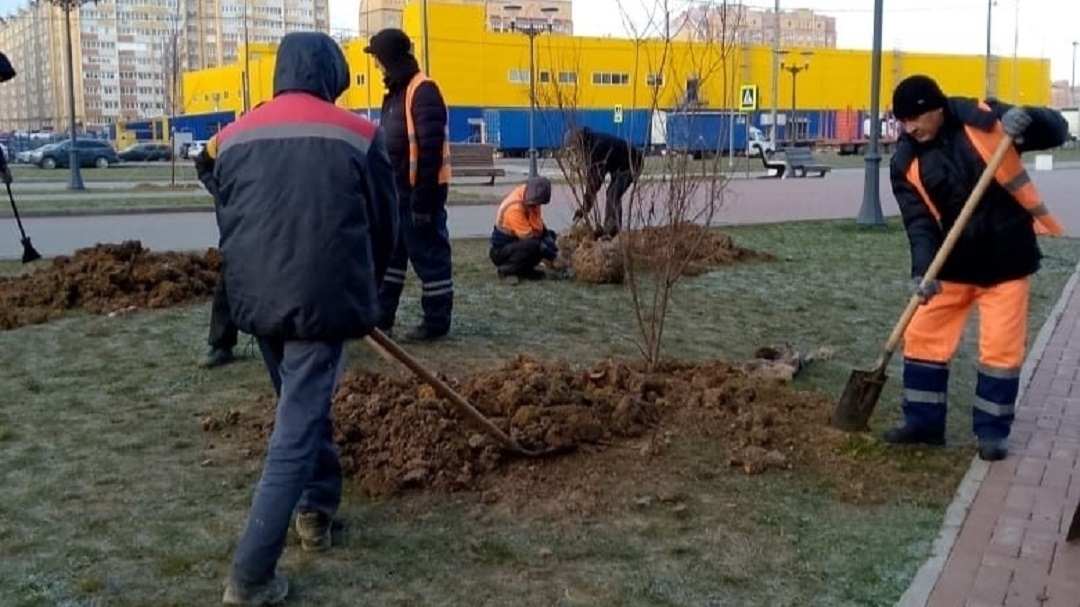 В Йошкар-Оле в течение недели высадили более 100 новых деревьев