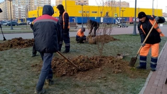 В Йошкар-Оле в течение недели высадили более 100 новых деревьев