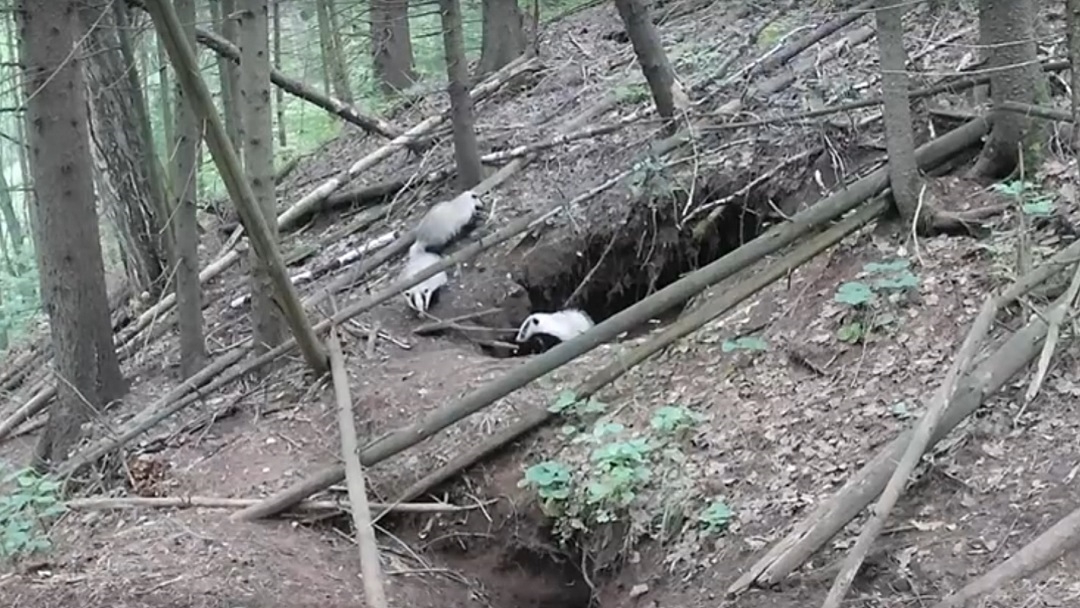 В Марий Эл барсуки подготовились к зиме