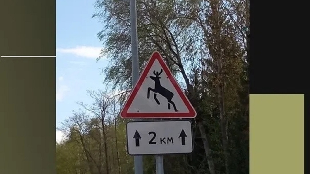 В Марий Эл продолжается миграция лосей