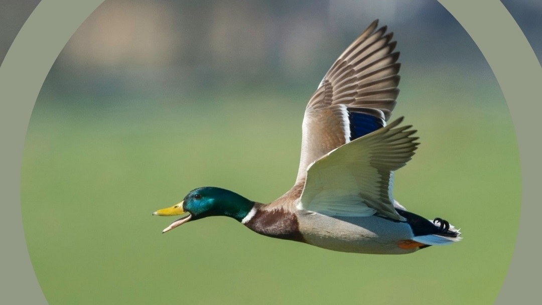 В Марий Эл завершился сезон охоты на водоплавающую, полевую и болотно-луговую дичь