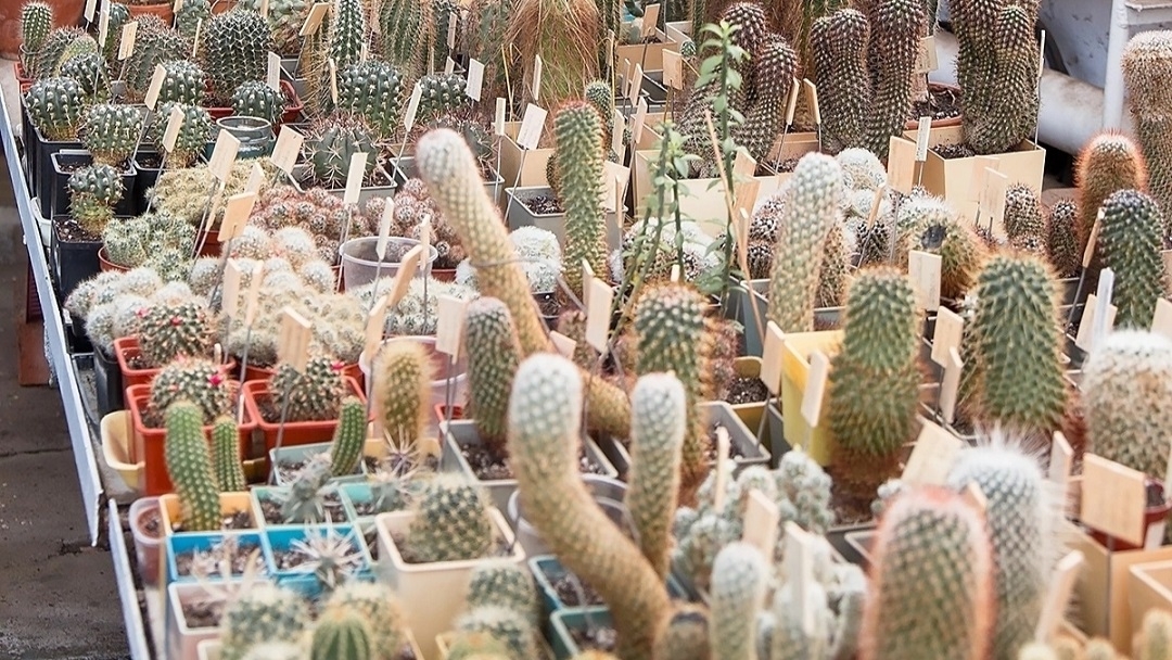 В Йошкар-Оле к сдаче ОГЭ и ЕГЭ можно подготовиться в оранжерее