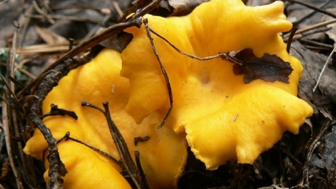 В Марий Эл в ноябре продолжают собирать грибы