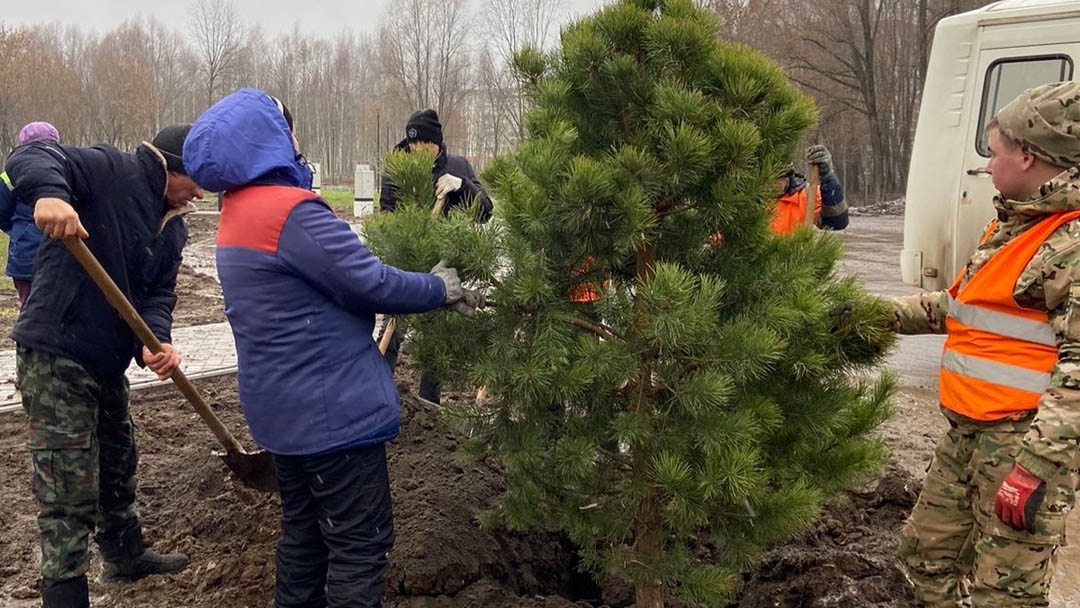 Марий парк в Йошкар-Оле пополнился горными соснами и елями