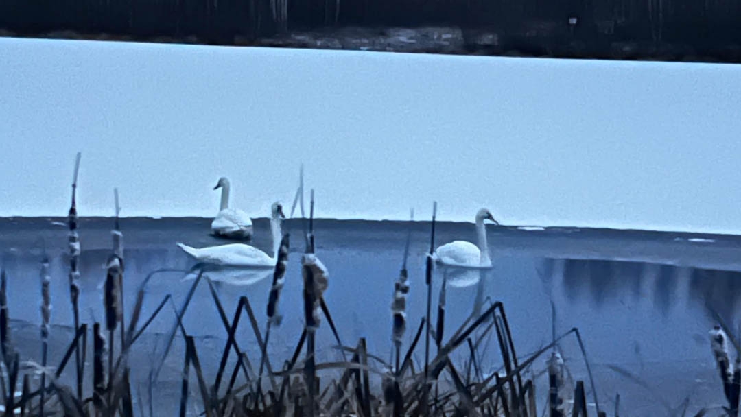 В Сернуре пернатая семья вызвала беспокойство местных жителей