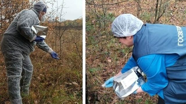 В лесах Марий Эл проходит массовая вакцинация диких животных от бешенства