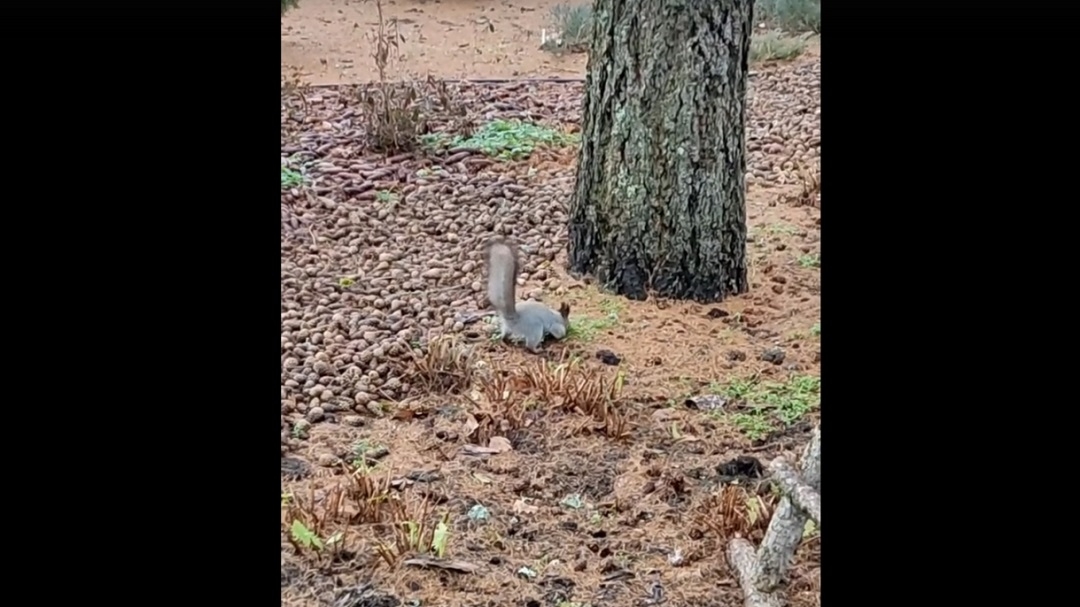 Ботсад Йошкар-Олы показал, где и как белки делают свои «заначки»