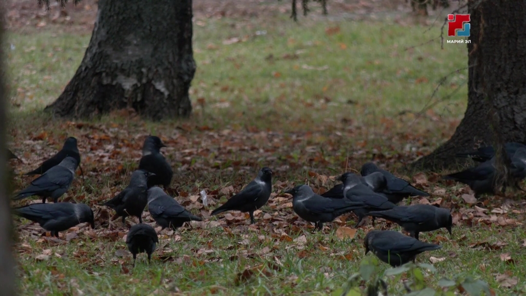 Мокрый снег и гололедица ожидаются в Марий Эл в выходные дни