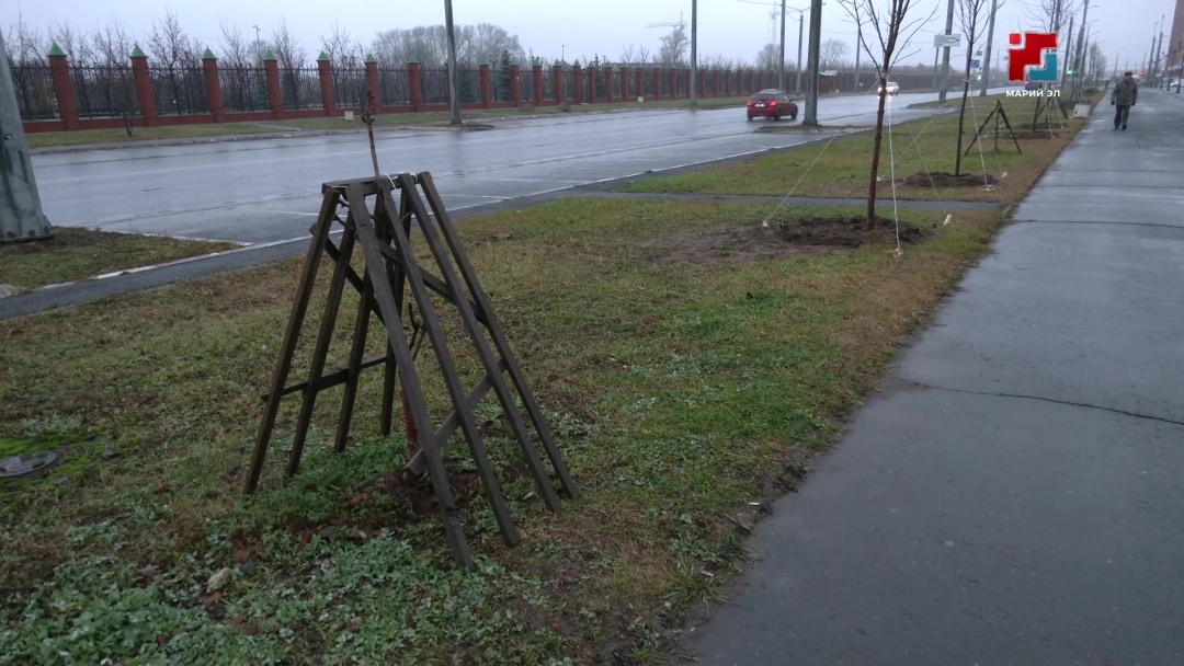 Озеленение столицы Марий Эл продолжается и осенью