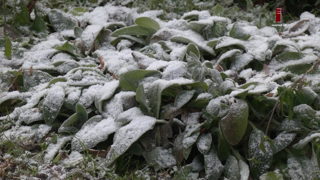 Шыжымсе леве игече пÿртÿслан могай вашталтышым сöра?