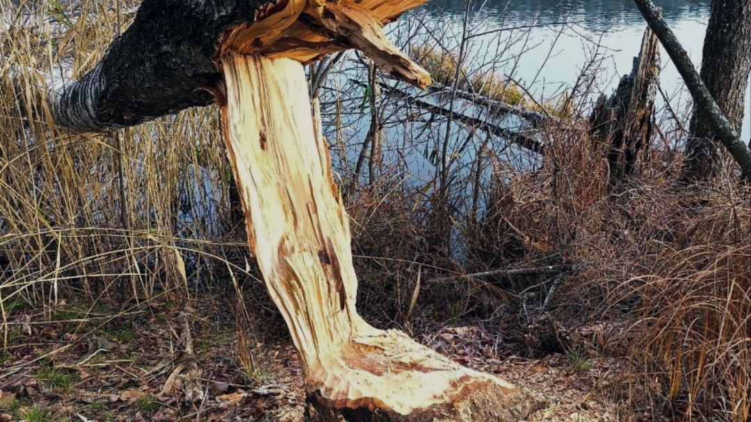 «Разгрыз и повалил»: в нацпарке «Марий Чодра» показали результат деятельности бобра