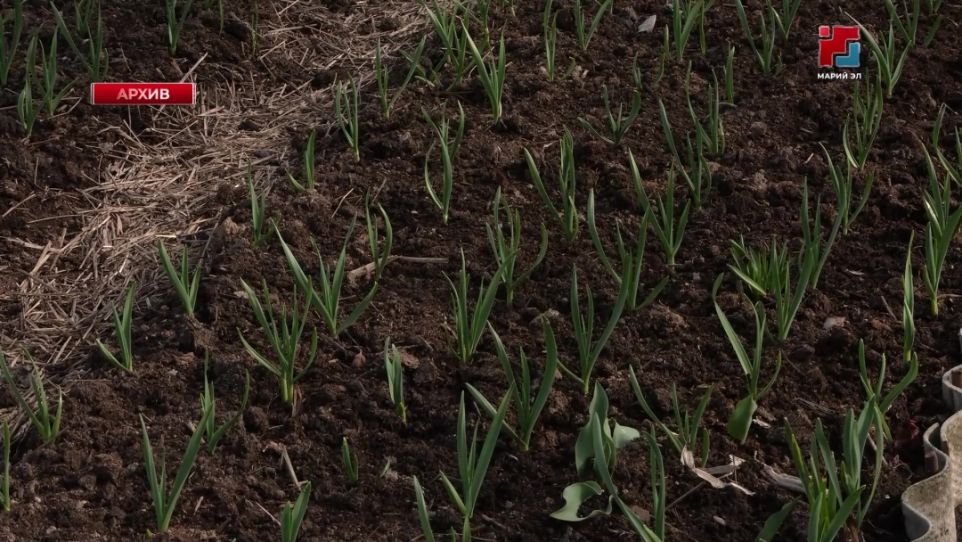 Как спасти проросшие осенью чеснок и тюльпаны?