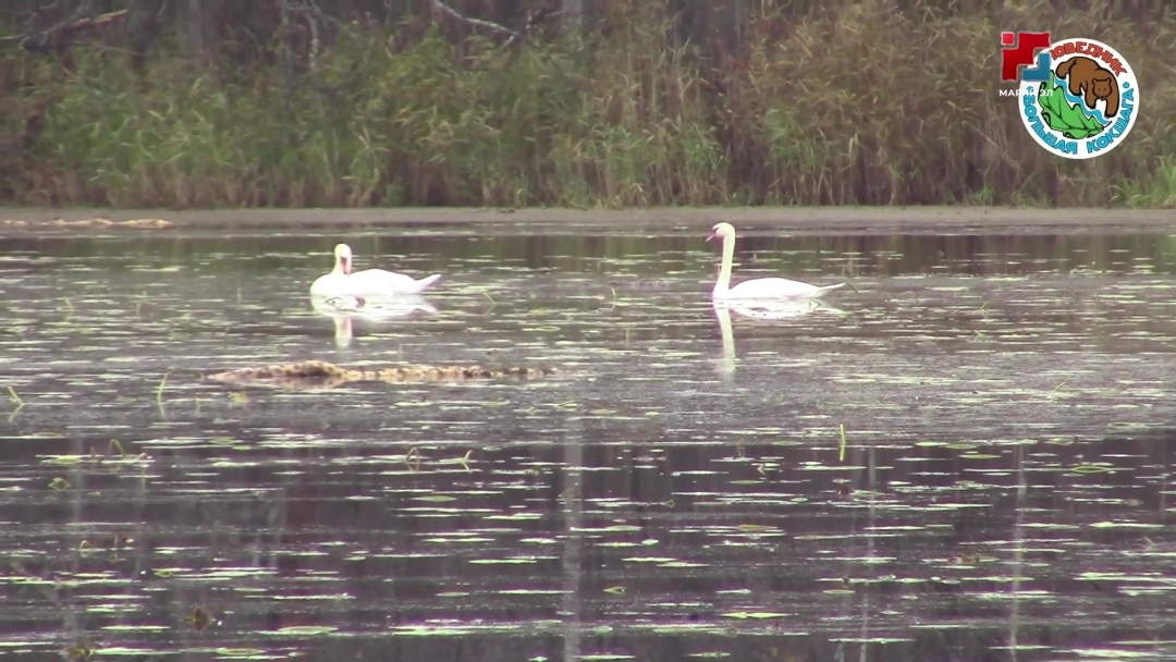 На водоемах Марий Эл все еще можно встретить лебедей