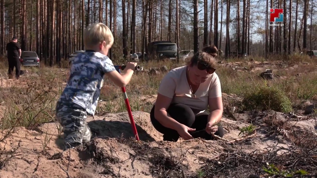 В Минприроды Марий Эл подвели итоги работы по лесовосстановлению