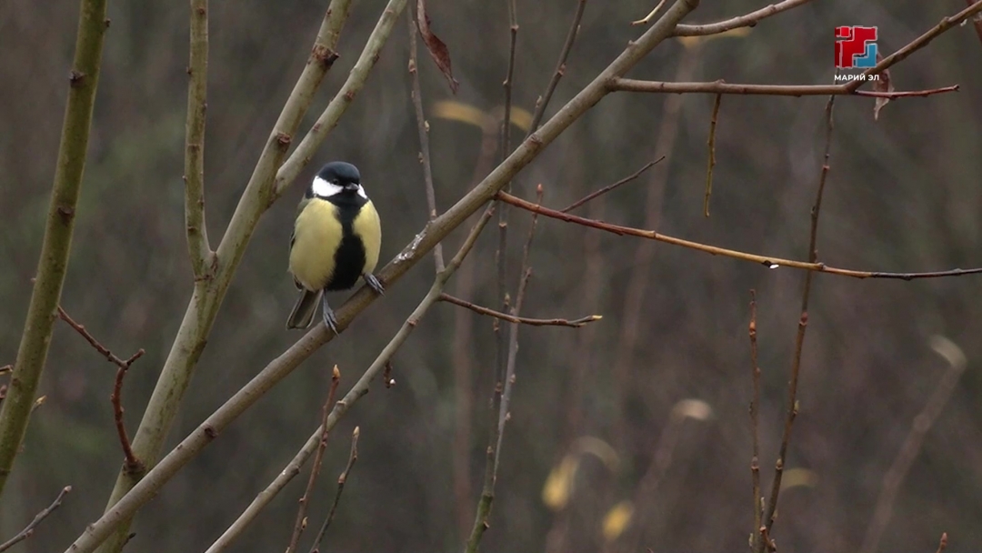 В Марий Эл предложили учредить «День работника охотничьего хозяйства» и «День охотника»
