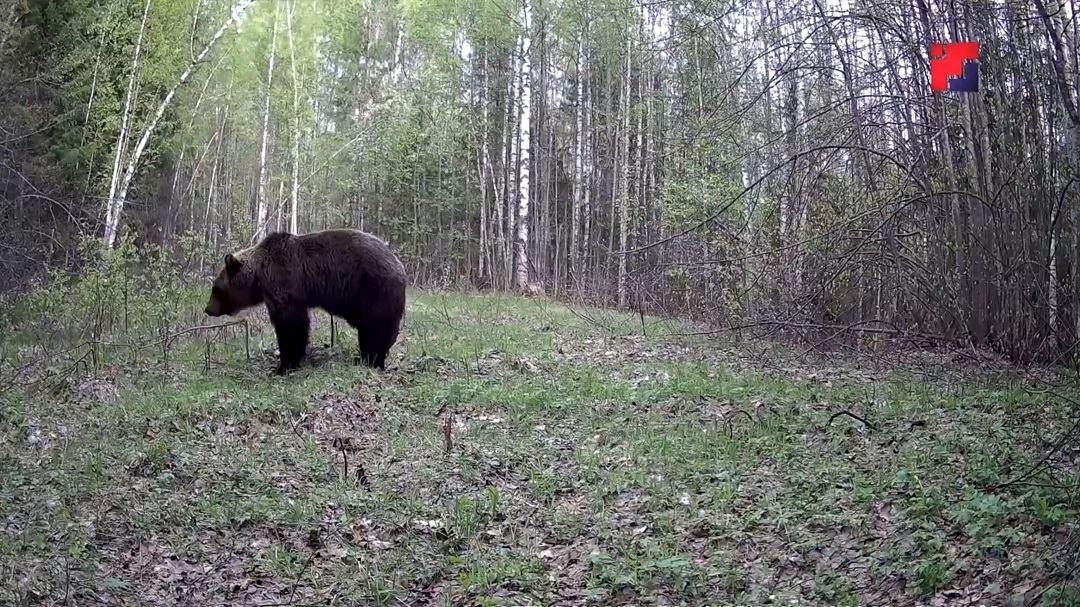 Охотникам в Марий Эл пришла пора отчитаться за пойманных медведей