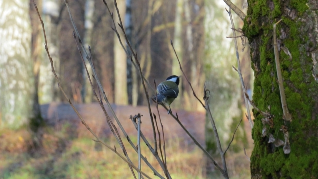 Ученые в Марий Эл рассказали, какие животные обитают в заповеднике «Большая Кокшага»