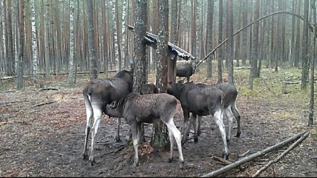 В Марий Эл у животных стало появляться больше детенышей