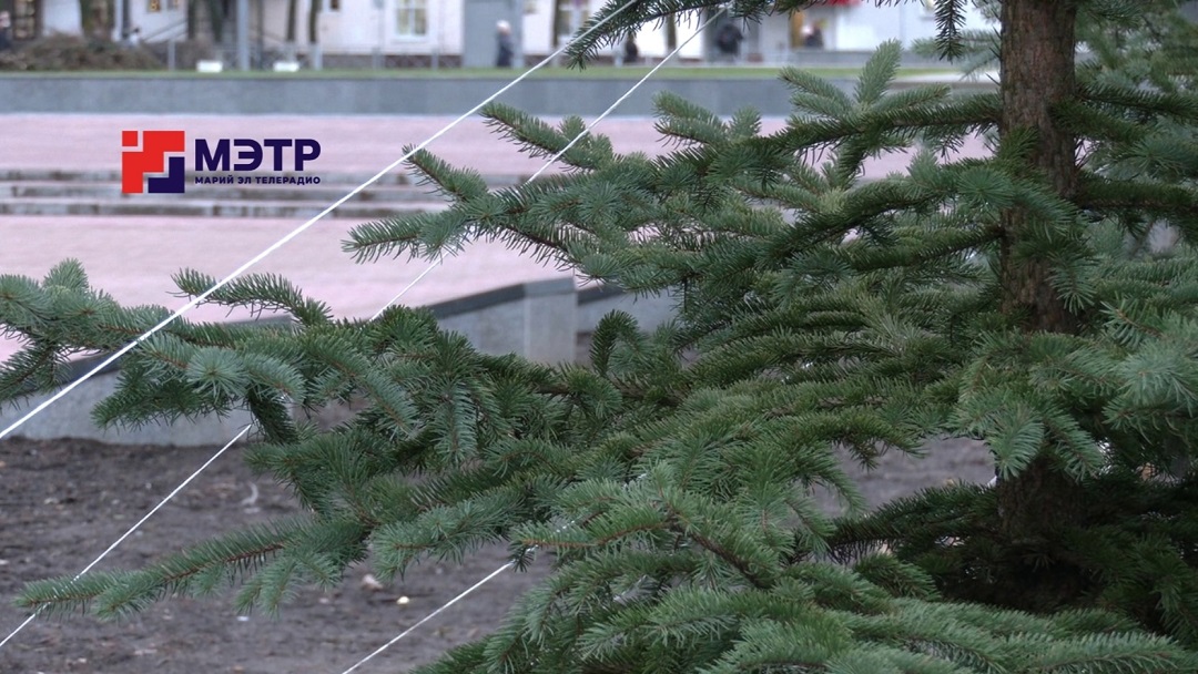 В этом сезоне в Йошкар-Оле высадили свыше 1200 крупномеров