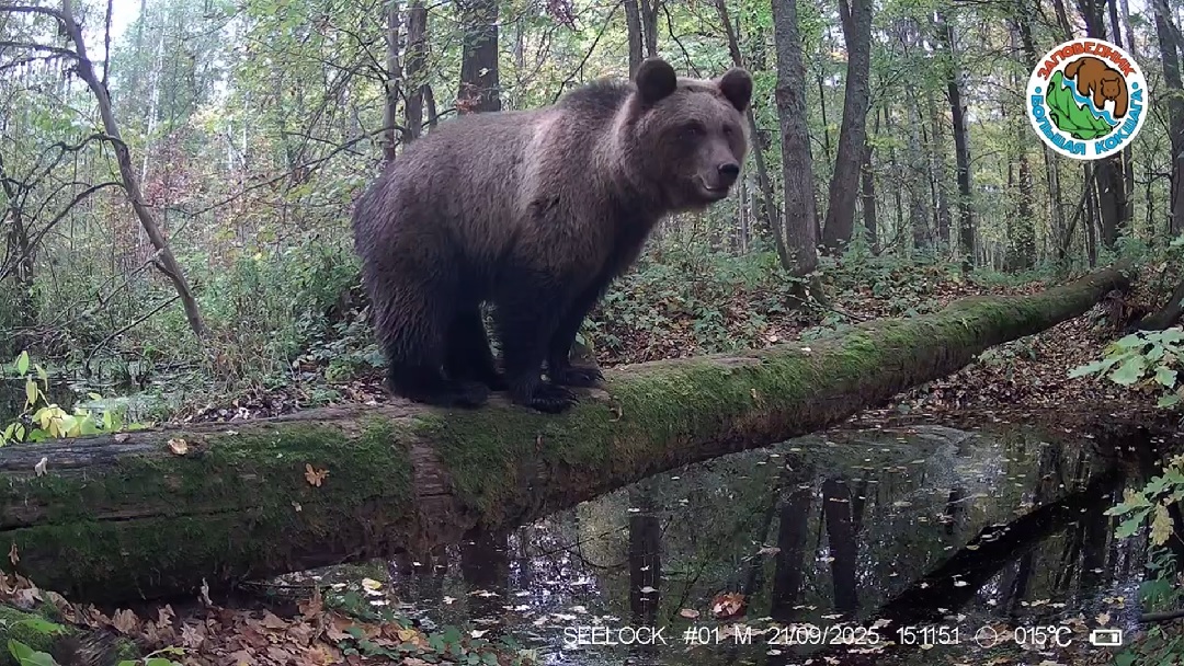 В «Большой Кокшаге» уже месяц не видели медведей