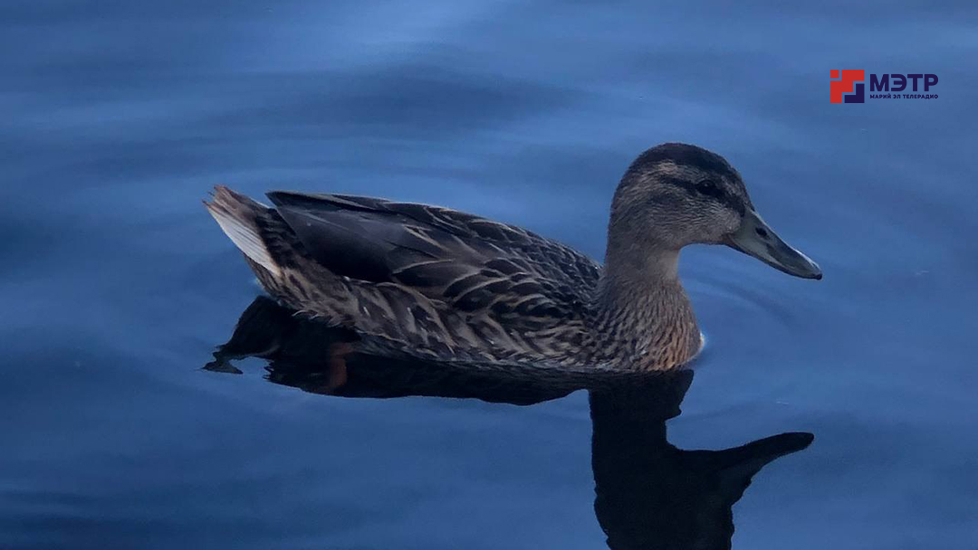 Бесснежная зима в Марий Эл стала стрессом для многих животных