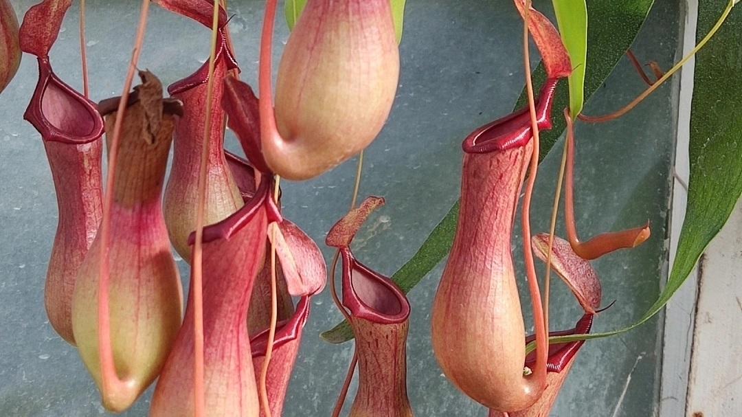 В Йошкар-Оле можно полюбоваться на хищное растение