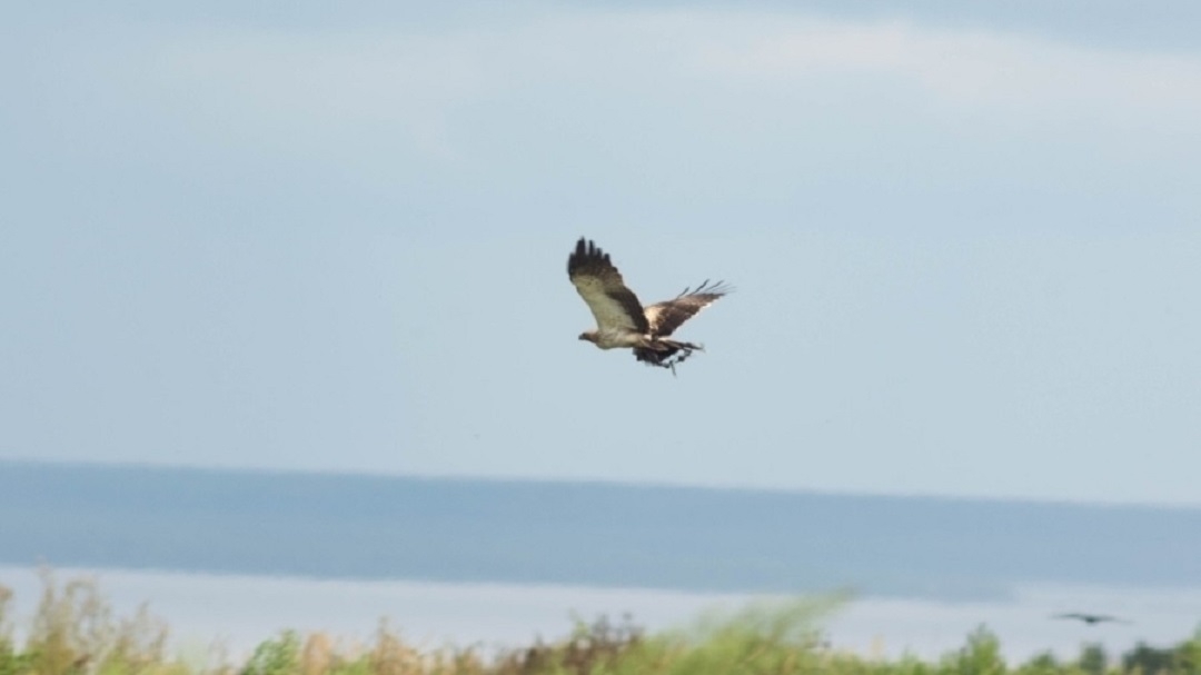 В Марий Эл впервые обнаружили змееяда и сжатобрюха предгорного