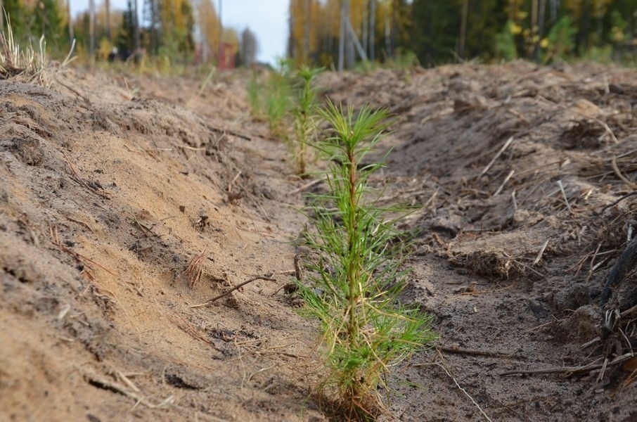 Вес ийын Марий Элыште 10 миллион утла пушеҥгым шындышаш улыт