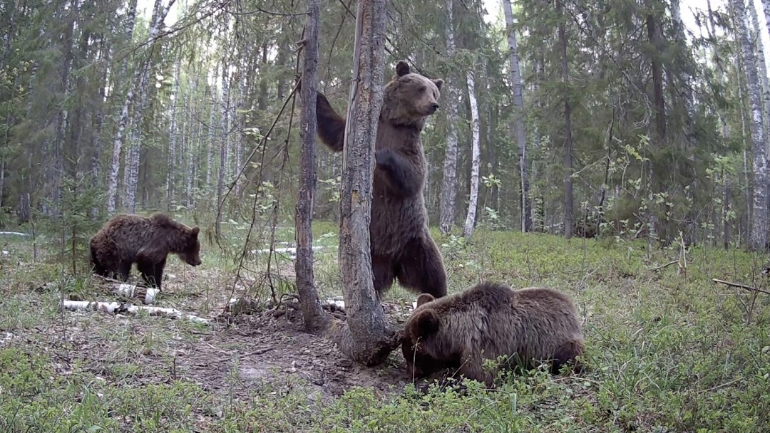 В Марий Эл медведи "ушли" в зимний сон