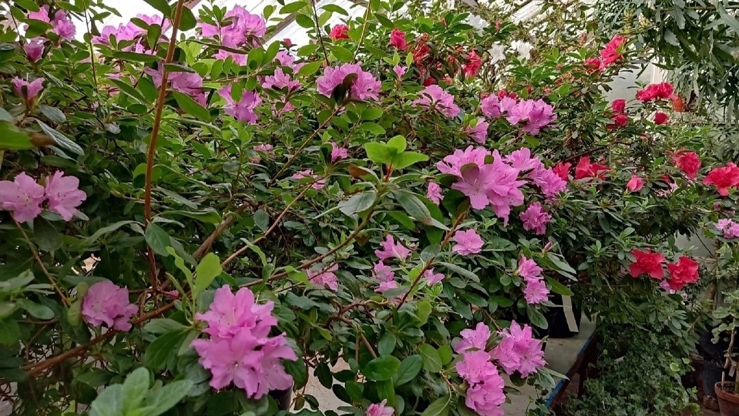 В Йошкар-Оле участились случаи кражи растений из оранжереи Ботанического сада