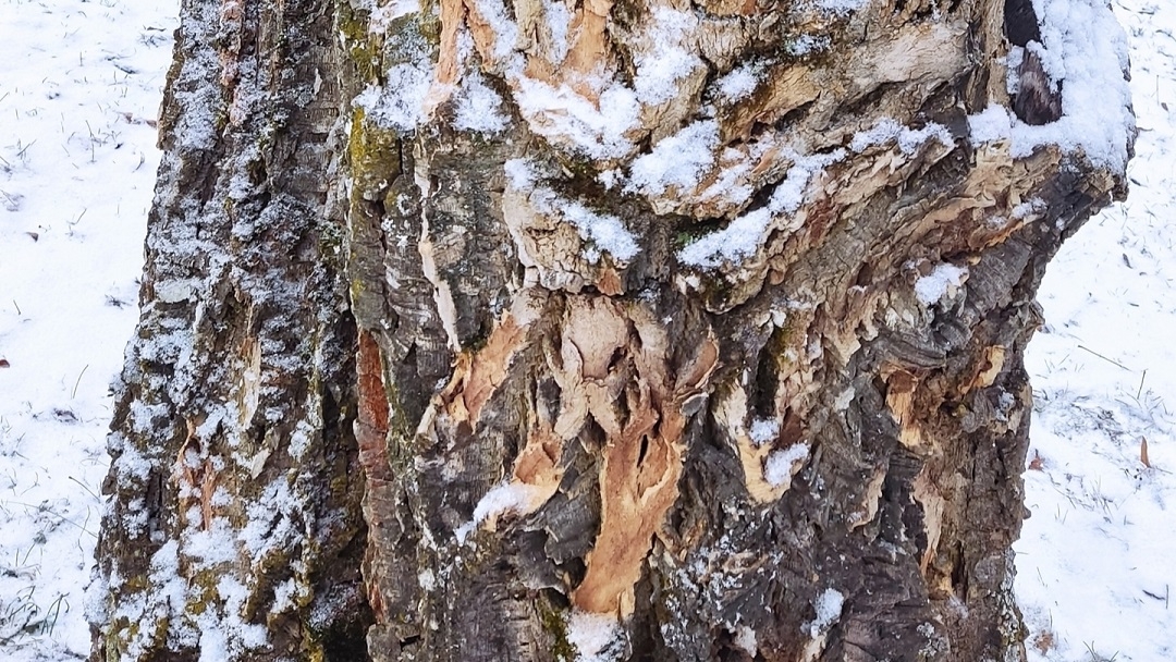 Вандалы изуродовали пробковое дерево в Ботаническом саду Йошкар-Олы