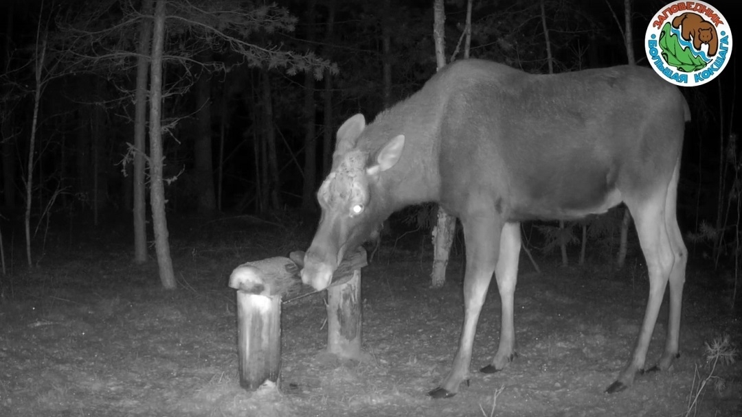 Солонцы помогут обитателям марийских лесов пережить зимний период