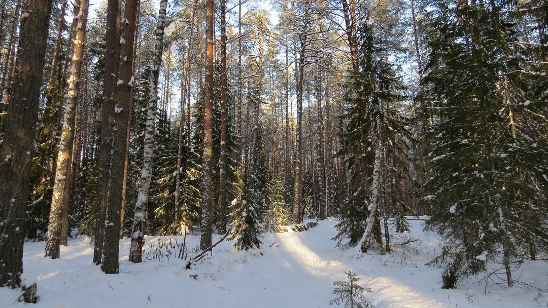 В Марий Эл животные активизировались в поисках пищи