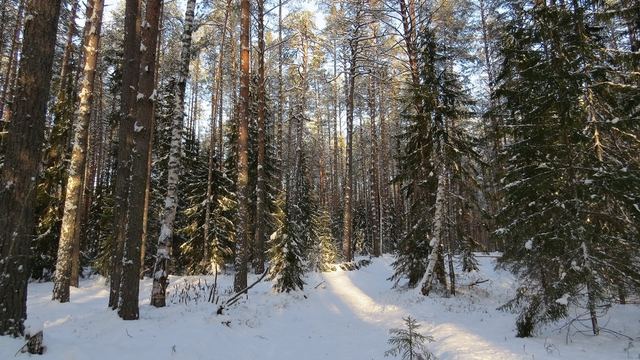 В Марий Эл животные активизировались в поисках пищи