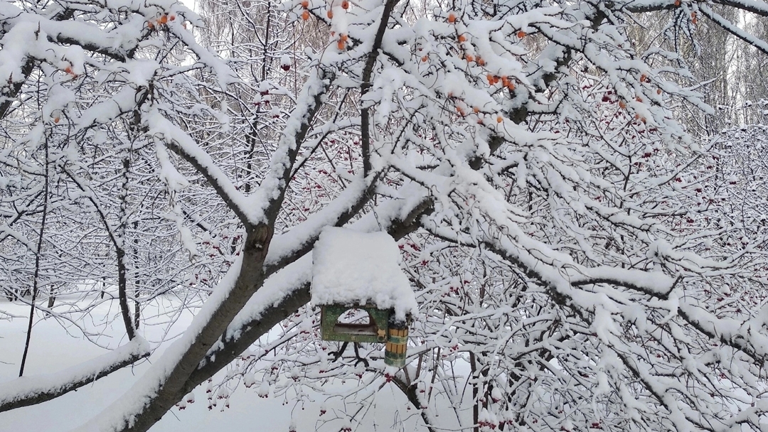 Шестилетний тренд: климатическая зима в Марий Эл приходит все позже