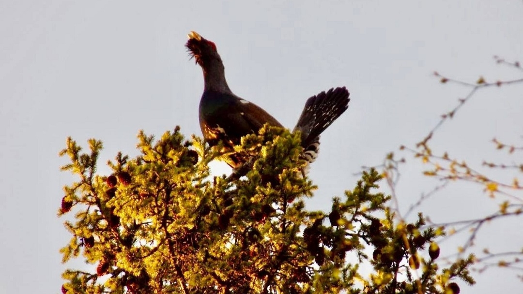 В Марий Эл охотникам пришла пора отчитаться за глухарей и рябчиков