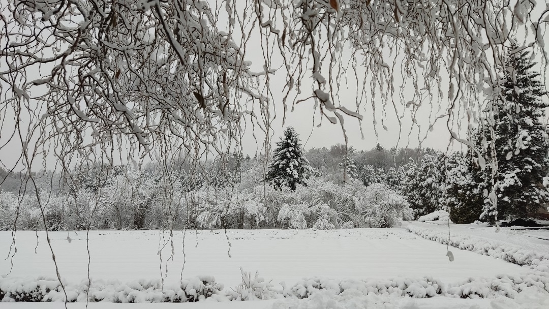 В Ботаническом саду Йошкар-Олы усилили охрану хвойных интродуцентов