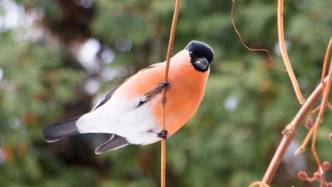 С приходом холодов в Йошкар-Олу потянулись снегири