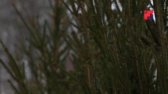 У ий вашеш чодыраште кож-влакым утларак тӱткын тергаш тӱҥалыт