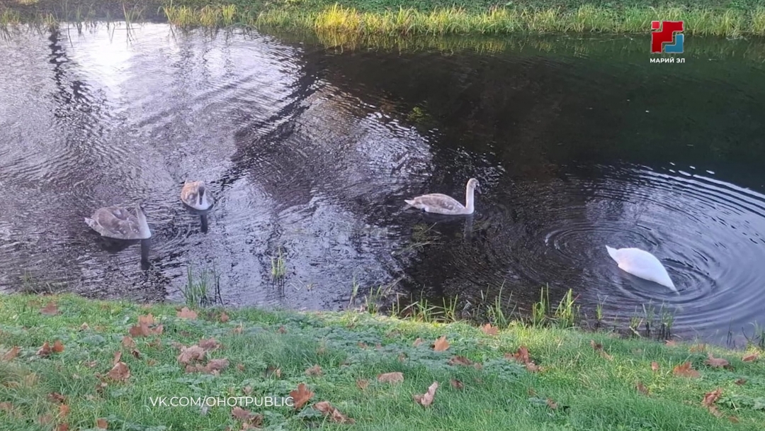 Шернур районысо Шердыж эҥерыште верысе калык кум йӱксым шекланен