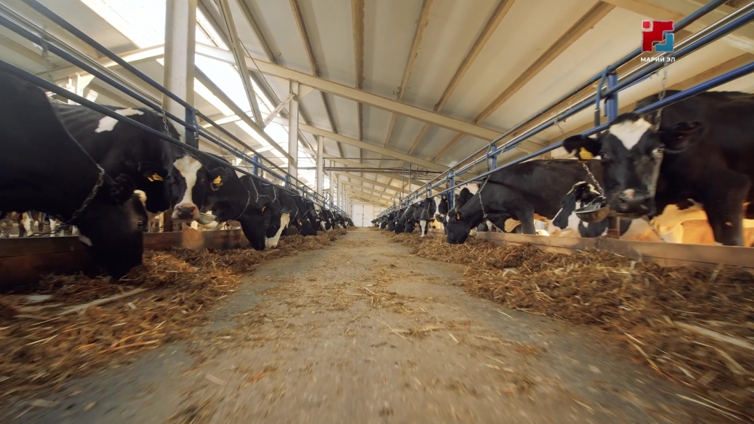 В Марий Эл прошло заседание правительства республики