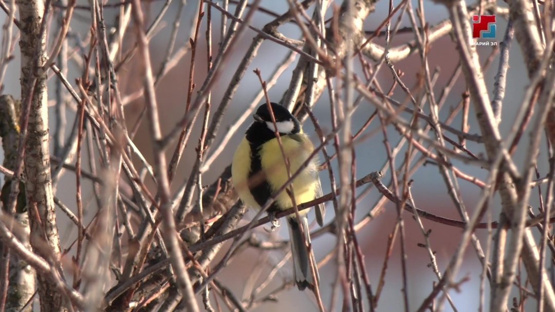 Жителям Марий Эл напомнили, как правильно подкармливать птиц зимой