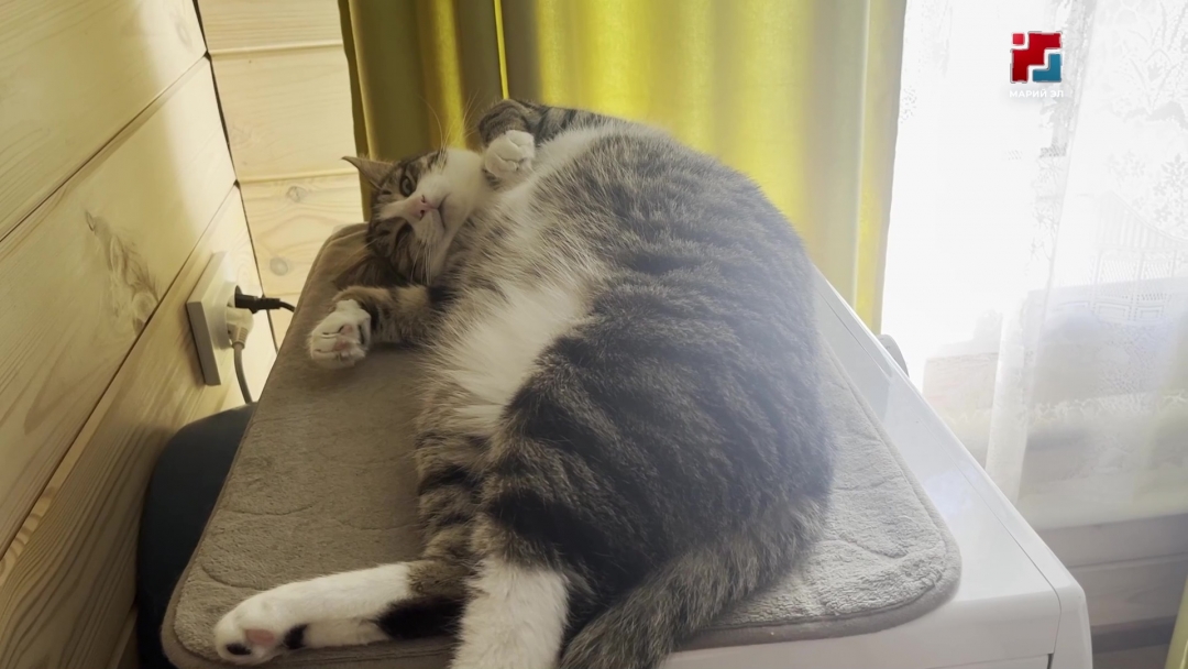 Как не навредить своему питомцу в Новый год?