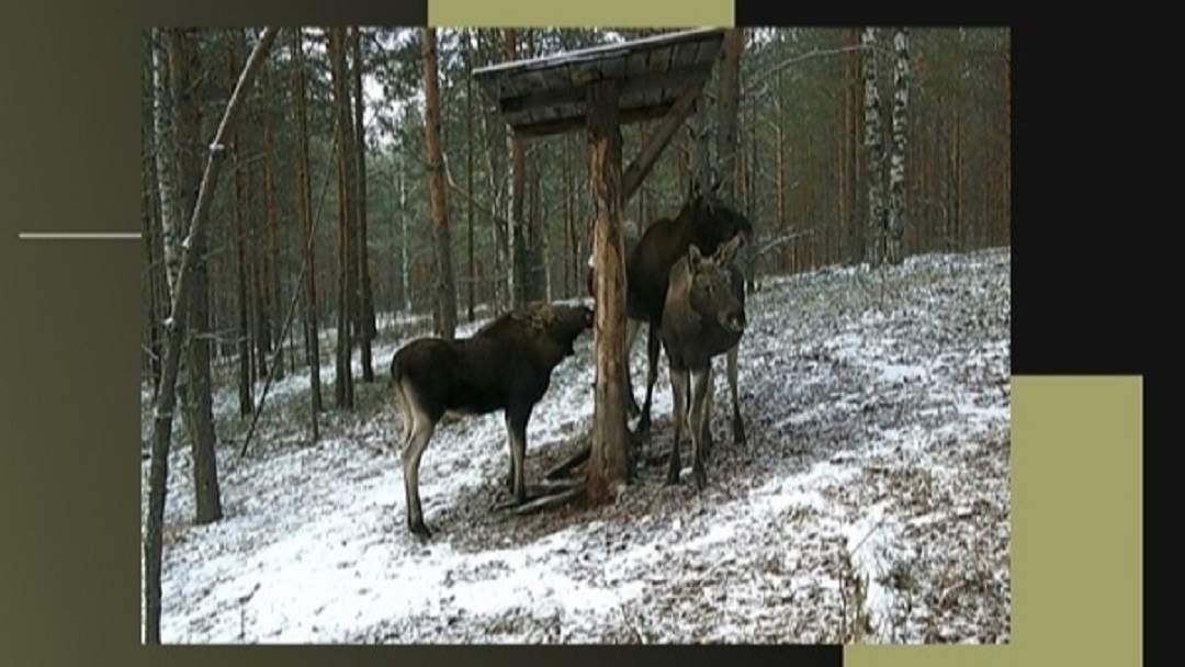 В Марий Эл завершился сезон охоты